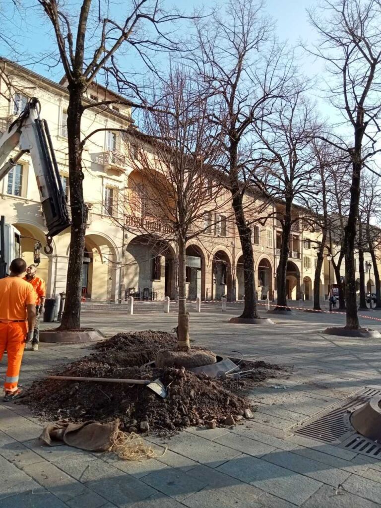 Reggio Nuovi Alberi In Piazza Fontanesi Via Che Guevara E In Tre