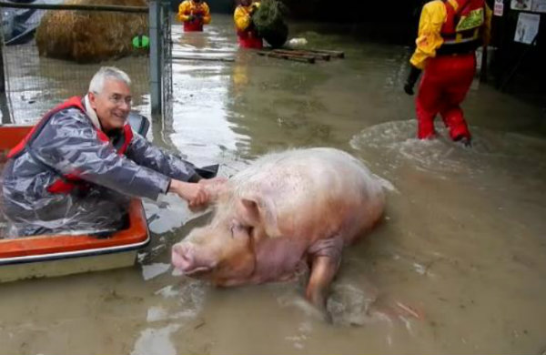 Maltempo, l'Enpa: Gli animali selvatici sono stremati dal freddo, stop  alla caccia