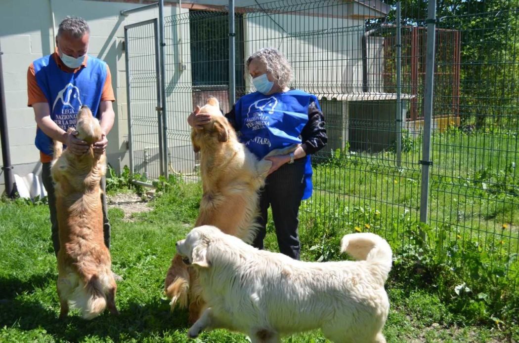 Le migliori recinzioni per la sicurezza di cani e gatti in