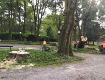 Reggio. Abbattuti 3 platani: 2 ai Giardini pubblici, uno su viale Piave