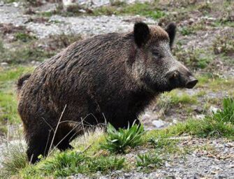 Peste suina, la stretta della Regione