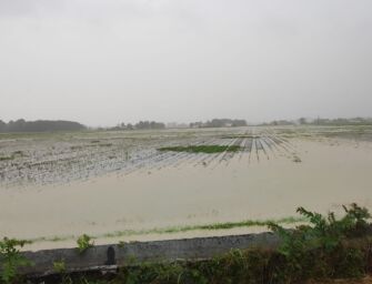 Nubifragio sulla Bassa reggiana, si registrano danni alle coltivazioni