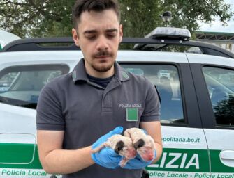 Cuccioli di cane gettati nel cassonetto del vetro a Ozzano