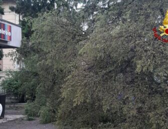 Reggio, grosso cedro cade in cortile scuola