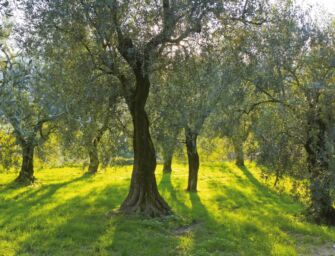 Cambia il clima, Reggio diventa terra di oliveti