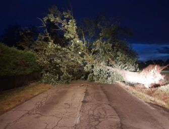 Forte vento sradica piante e rami in Emilia