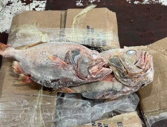 A Reggio un maxi sequestro (770 kg) di pesce non sicuro