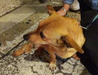 Ubriaco maltratta cani in strada