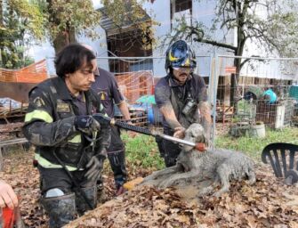 Cane salvato dal fango sul Panaro