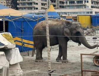 Animali al circo, censura Comune di Modena