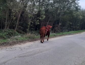 Toro di 300 kg fugge, trovato e sedato